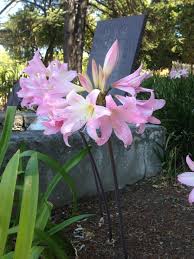 Attēlu rezultāti vaicājumam “Amarillidaceae”