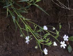 Attēlu rezultāti vaicājumam “Stellaria holostea”