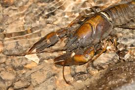 Attēlu rezultāti vaicājumam “Astacus astacus”