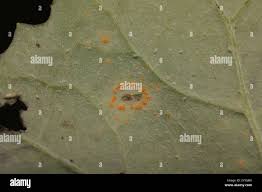 Attēlu rezultāti vaicājumam “Puccinia poarum”