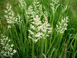 Attēlu rezultāti vaicājumam “Holcus lanatus”