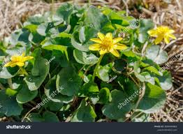 Attēlu rezultāti vaicājumam “Ficaria verna flower”