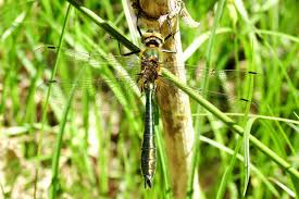 Attēlu rezultāti vaicājumam “Cordulia aenea”