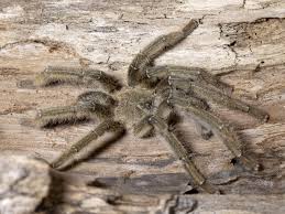 Attēlu rezultāti vaicājumam “Lamproderma nigrescens stalked”