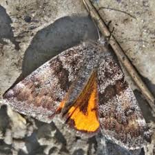 Attēlu rezultāti vaicājumam “Boudinotiana notha”