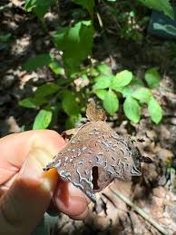 Attēlu rezultāti vaicājumam “Lindbladia tubulina spores”