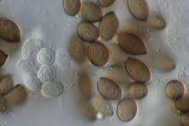 Attēlu rezultāti vaicājumam “Melanospora lagenaria”