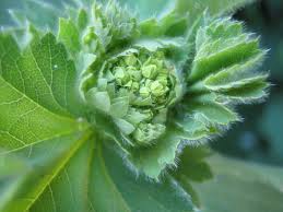 Attēlu rezultāti vaicājumam “Alchemilla vulgaris aggr. bud”