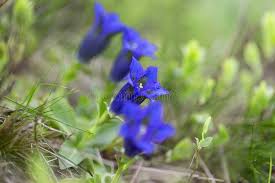 Attēlu rezultāti vaicājumam “Gentianaceae”