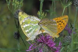 Attēlu rezultāti vaicājumam “Argynnis laodice male”