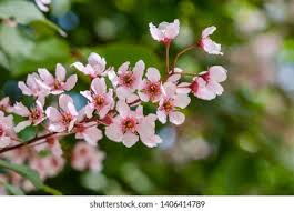 Attēlu rezultāti vaicājumam “Padus avium flower”