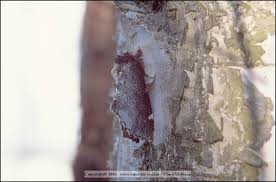 Attēlu rezultāti vaicājumam “Odontosia carmelita”