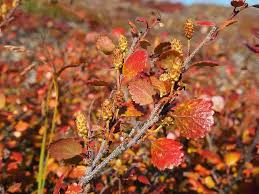 Attēlu rezultāti vaicājumam “Betula nana leaf”