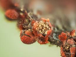 Attēlu rezultāti vaicājumam “Physarum braunianum young”