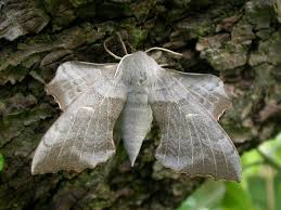 Attēlu rezultāti vaicājumam “Laothoe populi imago”