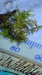 Attēlu rezultāti vaicājumam “Isothecium myosuroides sporophyte”