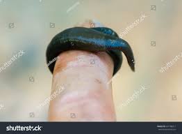 Attēlu rezultāti vaicājumam “Haemopis sanguisuga”