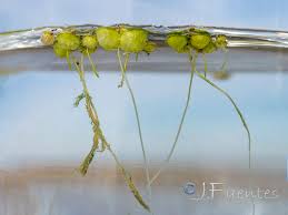 Attēlu rezultāti vaicājumam “Lemna gibba”