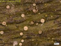 Attēlu rezultāti vaicājumam “Coenogonium pineti”