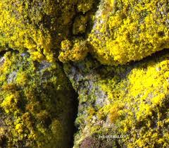 Attēlu rezultāti vaicājumam “Chrysothrix candelaris”