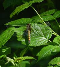 Attēlu rezultāti vaicājumam “Leucorrhinia pectoralis female”