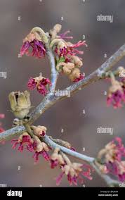 Attēlu rezultāti vaicājumam “Hamamelis vernalis bud”