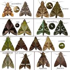 Attēlu rezultāti vaicājumam “Sphingidae”