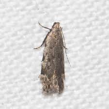 Attēlu rezultāti vaicājumam “Anacampsis blatariella”