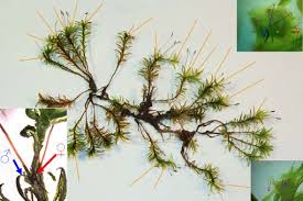 Attēlu rezultāti vaicājumam “Atrichum flavisetum”