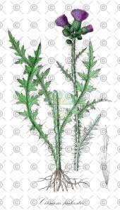 Attēlu rezultāti vaicājumam “Cirsium heterophyllum leaf”