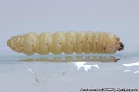 Attēlu rezultāti vaicājumam “Aromia moschata”