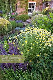 Image result for Anthemis tinctoria