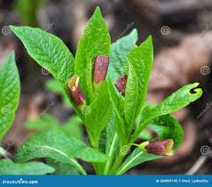 Attēlu rezultāti vaicājumam “Scopolia carniolica leaf”