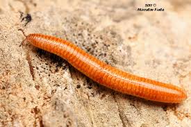 Attēlu rezultāti vaicājumam “Polyzonium germanicum”