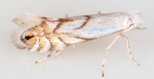 Attēlu rezultāti vaicājumam “Phyllonorycter platanoidella”