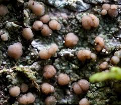 Attēlu rezultāti vaicājumam “Biatora sphaeroides”