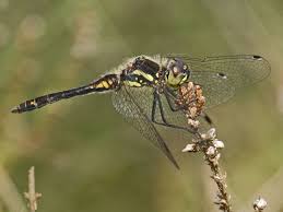 Attēlu rezultāti vaicājumam “Sympetrum”