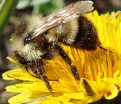 Attēlu rezultāti vaicājumam “Bombus”