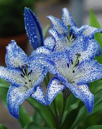 Attēlu rezultāti vaicājumam “Hosta sp. flower”