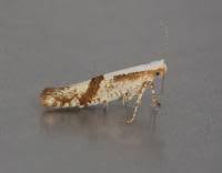 Attēlu rezultāti vaicājumam “Argyresthia pruniella”