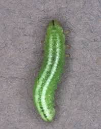 Attēlu rezultāti vaicājumam “Argidae larva”