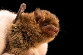 Attēlu rezultāti vaicājumam “Pipistrellus pygmaeus”