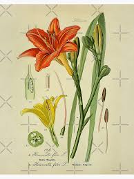 Attēlu rezultāti vaicājumam “Hemerocallis lilioasphodelus flower”