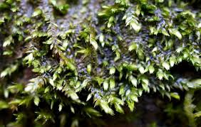 Attēlu rezultāti vaicājumam “Campylophyllum sommerfeltii”