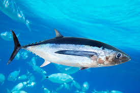 Image result for Thunnus alalunga