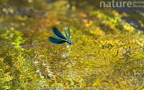 Attēlu rezultāti vaicājumam “Calopteryx virgo male”