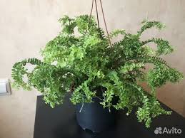 Image result for НЕФРОЛЕПИС (Nephrolepis