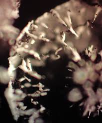 Attēlu rezultāti vaicājumam “Badhamia affinis var. microspora”