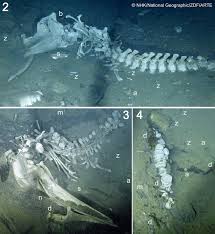 Image result for Balaenoptera bonaerensis