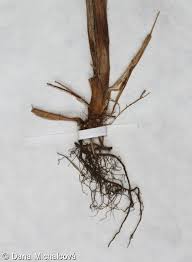 Attēlu rezultāti vaicājumam “Carex acuta fruit”